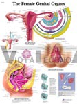 The Female Genital Organs - Anatomical Chart